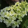柏葉紫陽花
