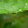 雨上がり
