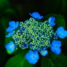 蝦夷紫陽花