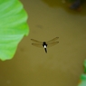 蓮池のトンボ１