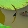 蓮池のトンボ２