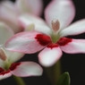 道端の花　５