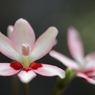 道端の花　６