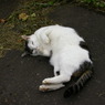 通りすがり猫26