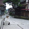 通りすがり猫28