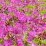 春の花10(ツツジ)