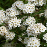 春の花10(小手毬)