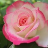 春薔薇