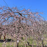 根岸森林公園にて