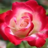 フラワーガーデンの春薔薇