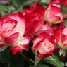 薔薇束