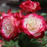 公園の花壇で