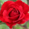 赤い薔薇