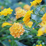 暑さに負けず咲く花たち