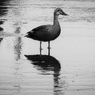 鳥_02