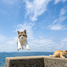 えいやっ！！！