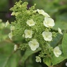 柏葉紫陽花