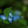 酔湖八重
