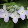 額紫陽花
