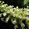 柏葉紫陽花