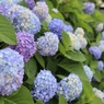 紫陽花