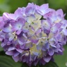 紫陽花