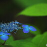 虹