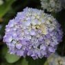 色づき始めた紫陽花