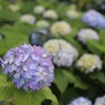 紫陽花