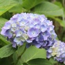 紫陽花