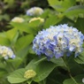 色づく紫陽花