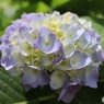 紫陽花