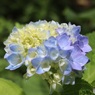 多様な花たち