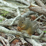 春の里山で5(リス3)