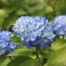 紫陽花