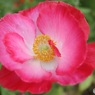 独特の花弁
