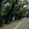 写真エッセイ：谷根千ウォーク２：谷中霊園１