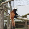 レッサーパンダ～円山公園～