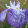 花菖蒲