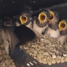 子育てシーズン！