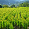 荒原の棚田