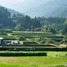荒原の棚田