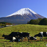 牛と富士山