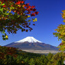 紅葉と富士山