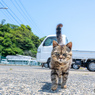 えっほえっほ