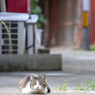 裏路地のニャン
