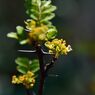 サンショウの花　　DSC_6634