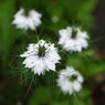 路傍の美しき花