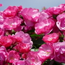 春の花11(バラ1)