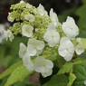 雨で潤う紫陽花